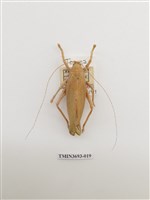 藏品(直翅目(1))的圖片